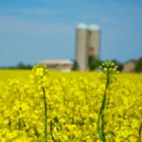 canola field