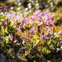 wild flowers among rocks