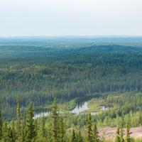 Northern boreal forest