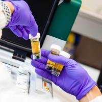 technician with purple gloves holding test tubes with yellow liquid