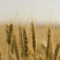 wheat field