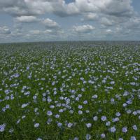 alfalfa field